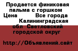 Продается финиковая пальма с горшком › Цена ­ 600 - Все города  »    . Калининградская обл.,Светловский городской округ 